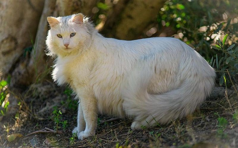 Turkish Angora Cats Graceful Companions with a Rich History(03)