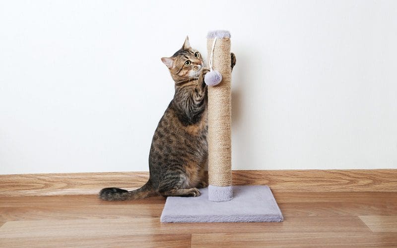 10 Best Cat Scratching Posts for Every Budget and Preference