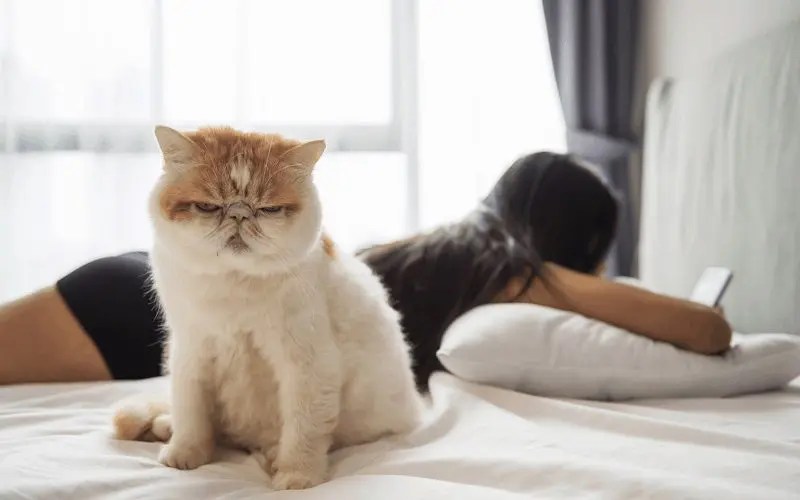 Why Does My Cat Headbutt Me? 10 Most Common Reasons
