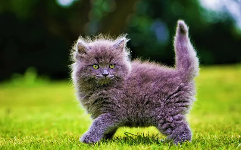 110 Irresistibly Fluffy Cat Names for Your Poofy Kitten