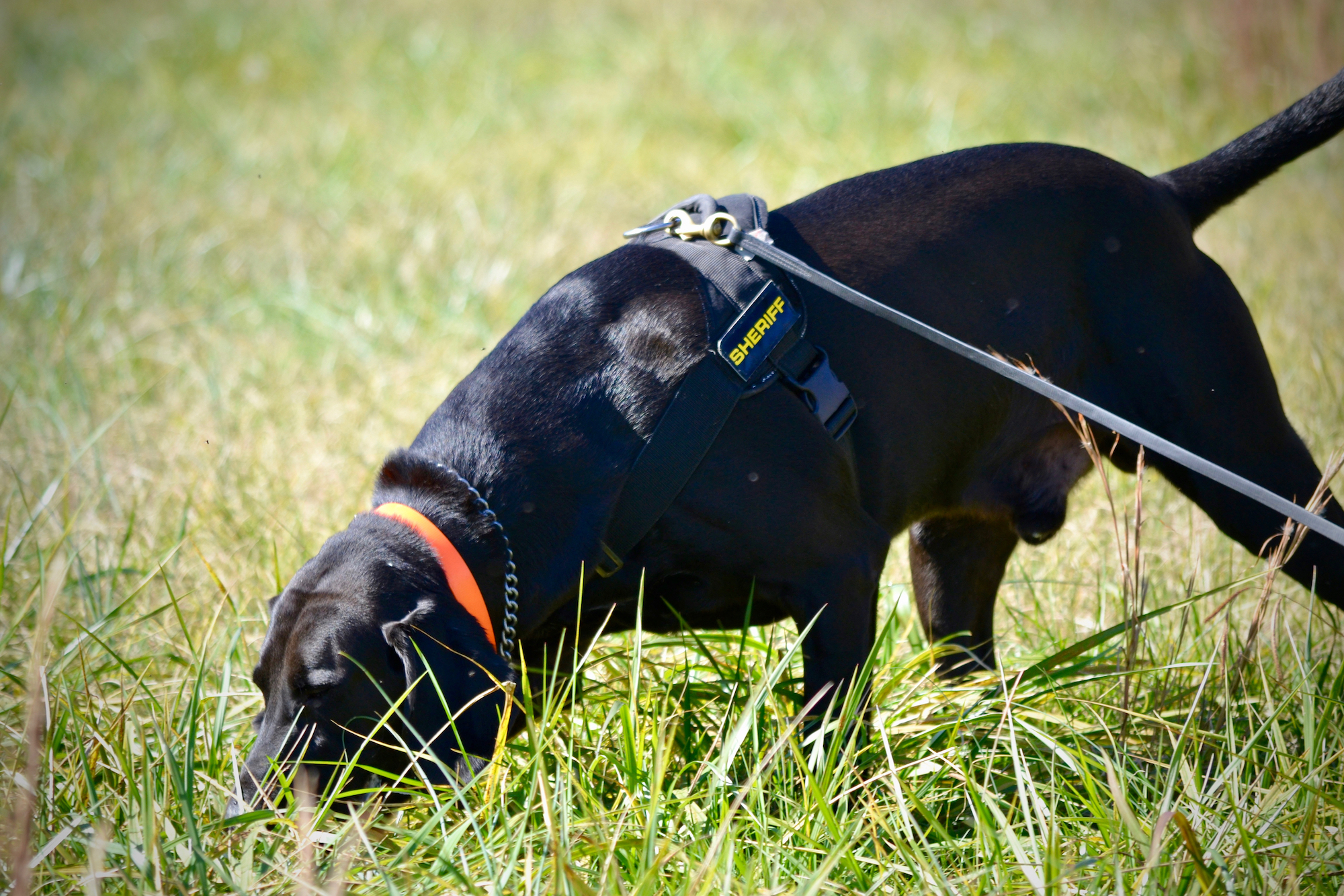 Young Readers What the Dog Knows