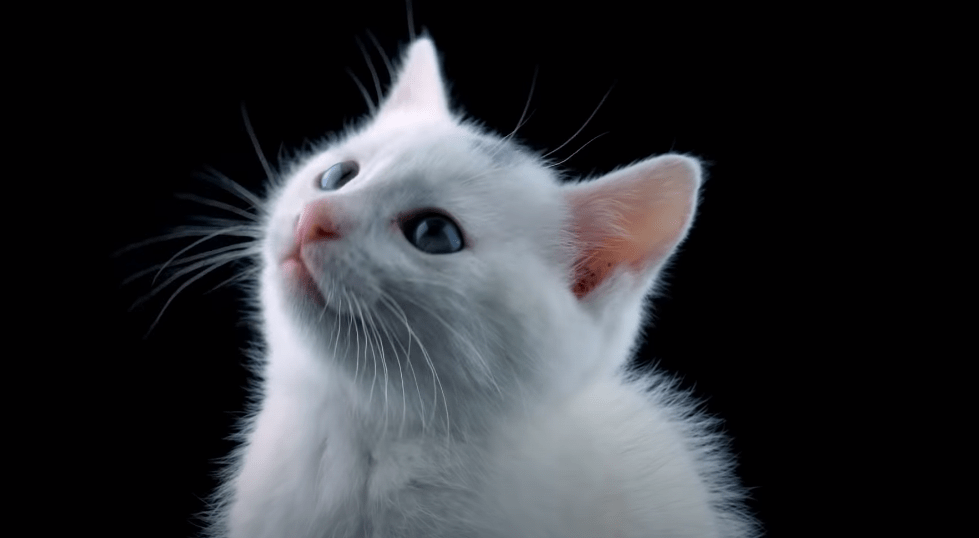 Wie sieht eine Katze? CatWiki