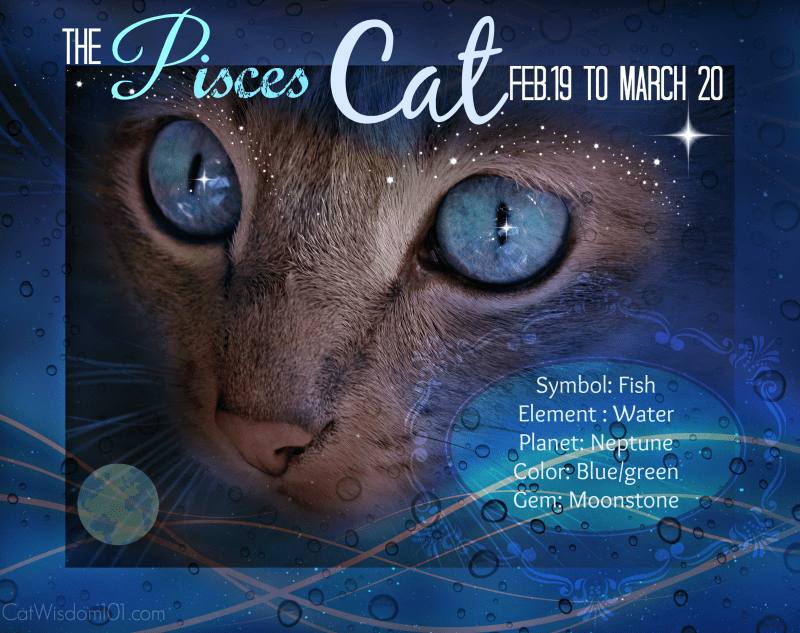 Caturday Art Blog Hop, Pisces Cats and Wild Cats Cat Wisdom 101