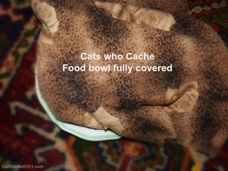 AdorableAdoptables Black Beauties & Why Cats Cover Their Food
