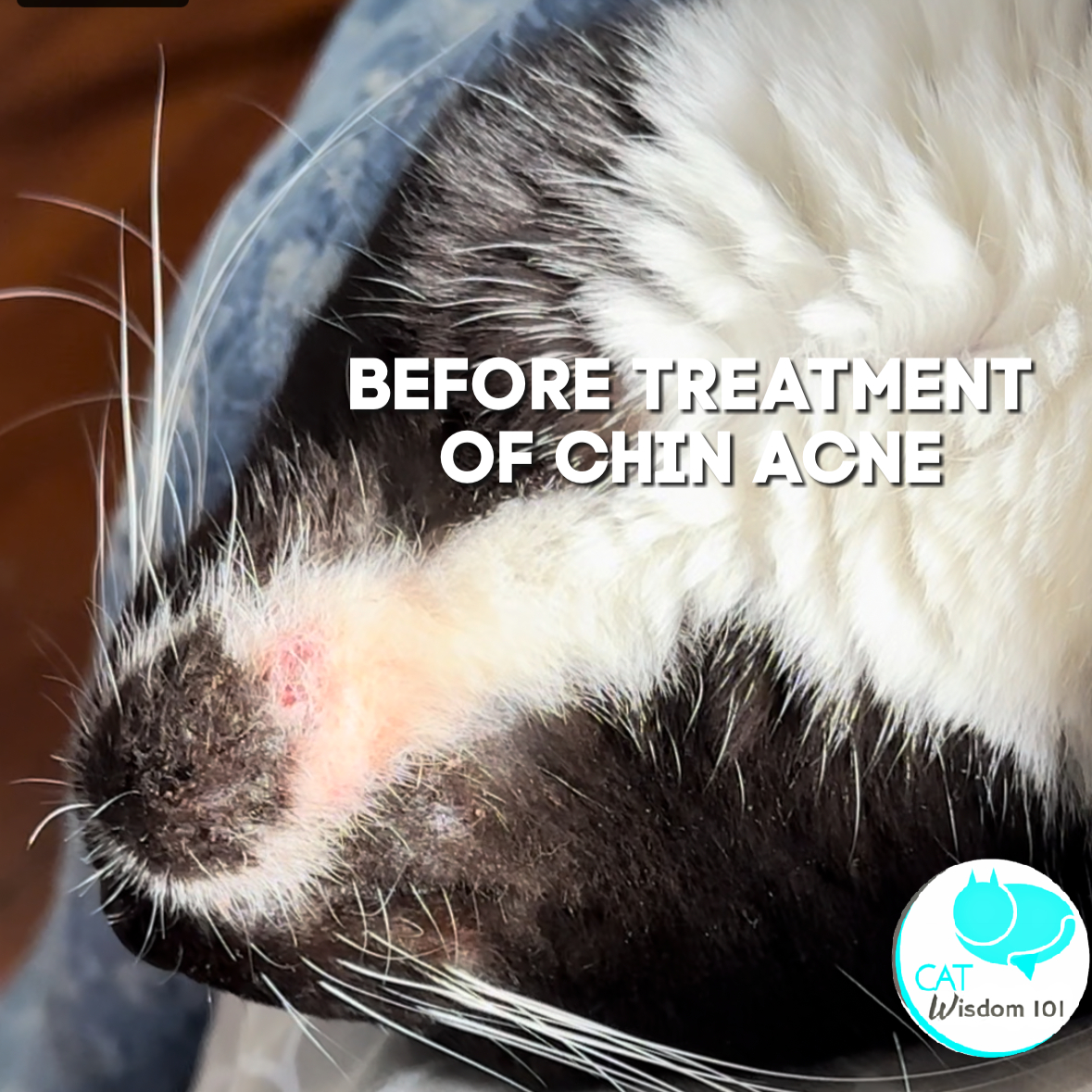Everything You Need to Know About Cat Acne Cat Wisdom 101