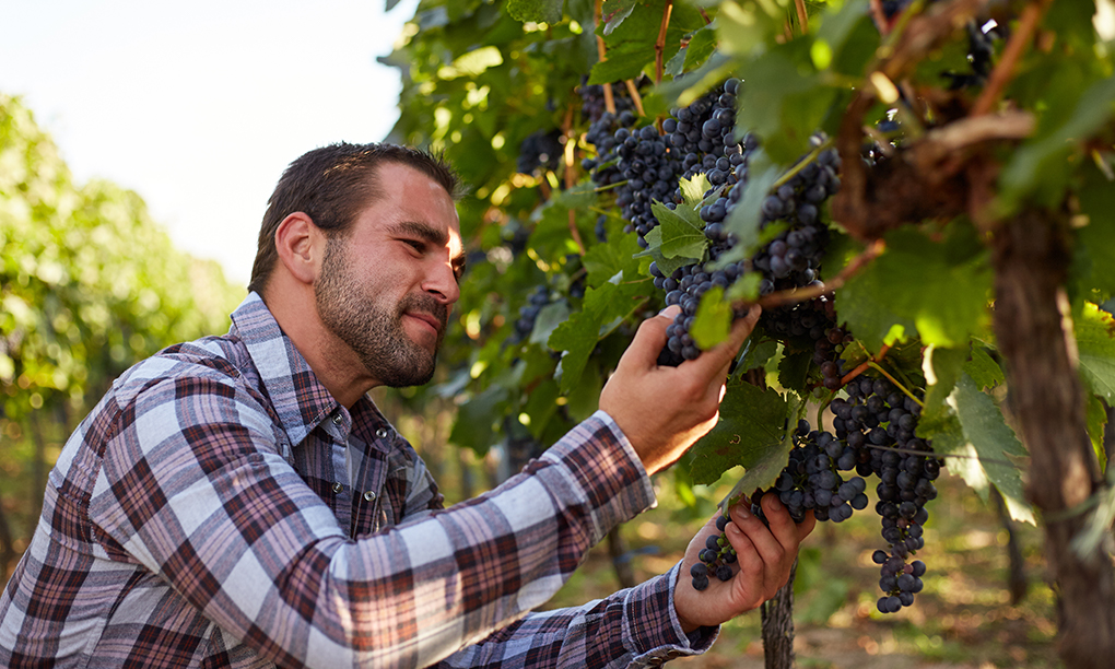 La eficiencia hídrica en el cultivo de la viña una de las claves para