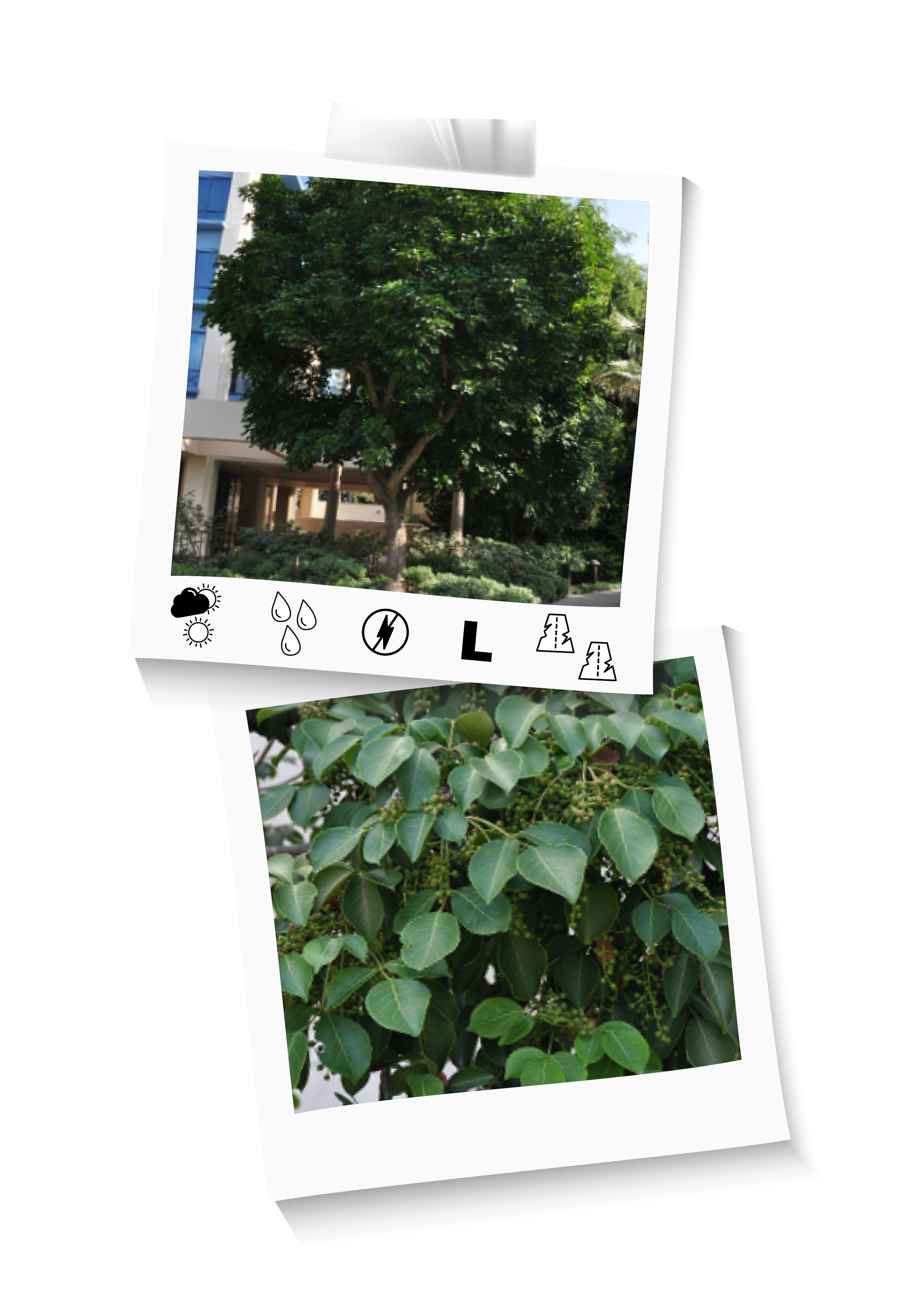 Zone 10 Trees California Urban Forests Council