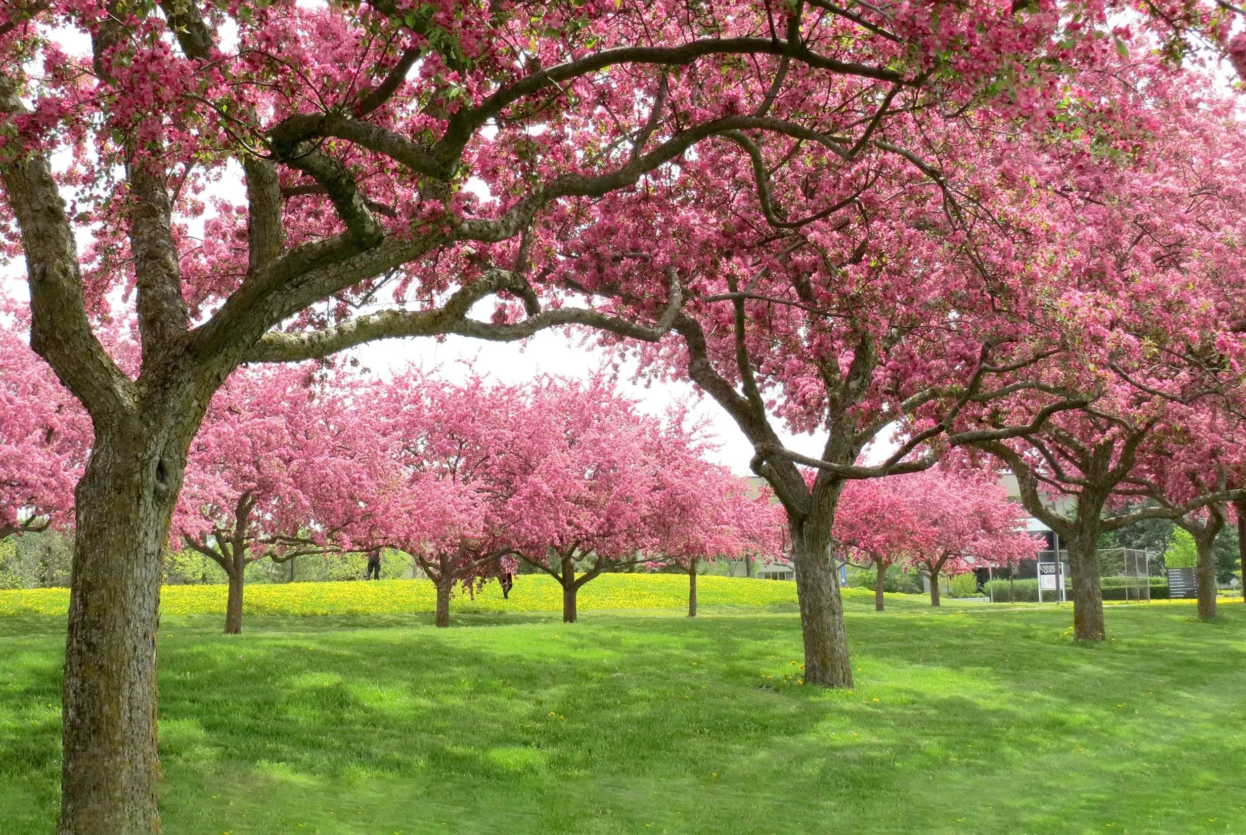 The Blossoms of Guelph Celebrating Spring with Cherry and Apple Blossoms Guelph Events and