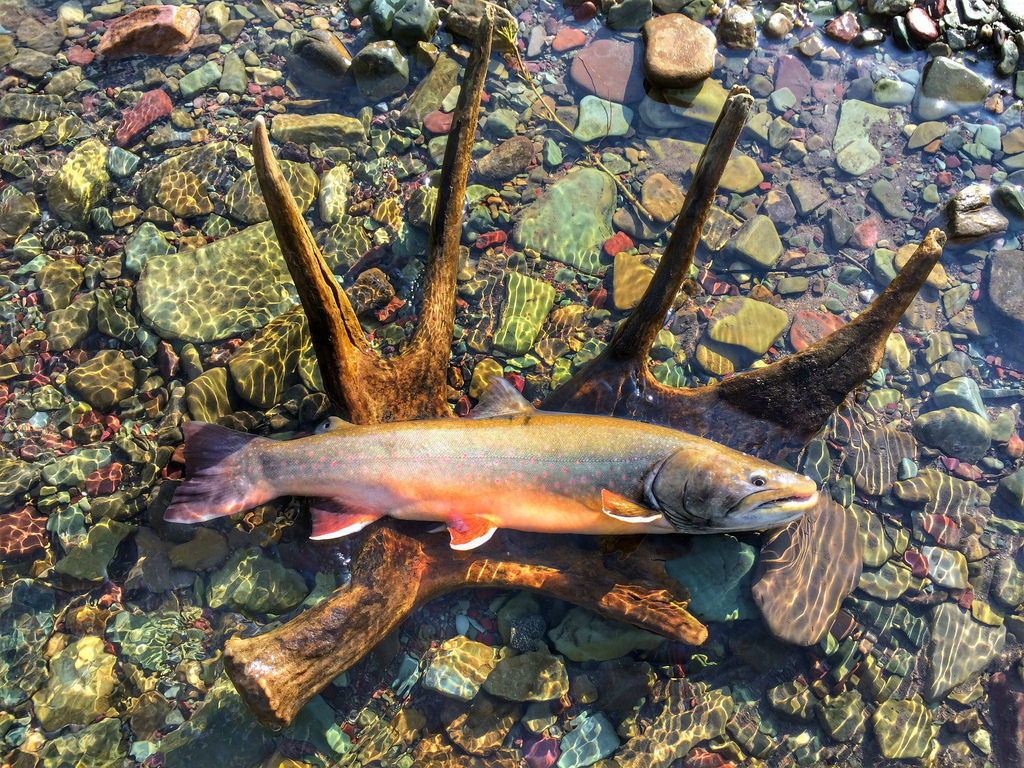 Species 3 — Bull Trout CaughtOvgard