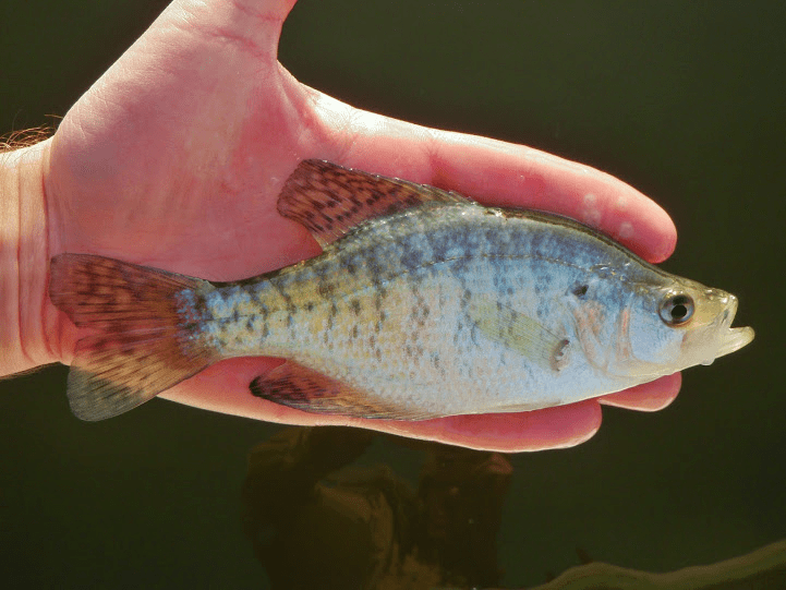 Species 16 — White Crappie CaughtOvgard