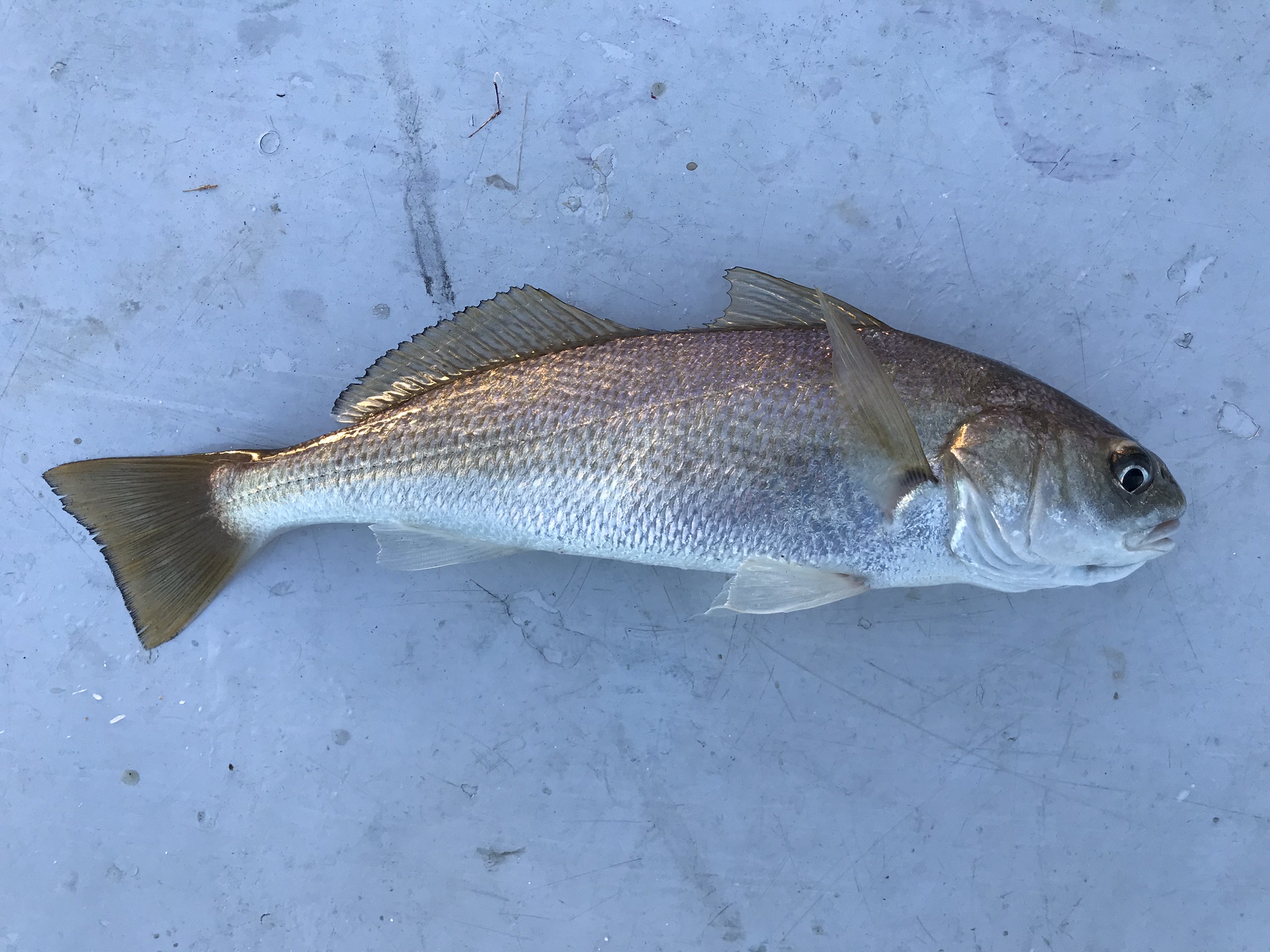 Species 18 — White Croaker CaughtOvgard