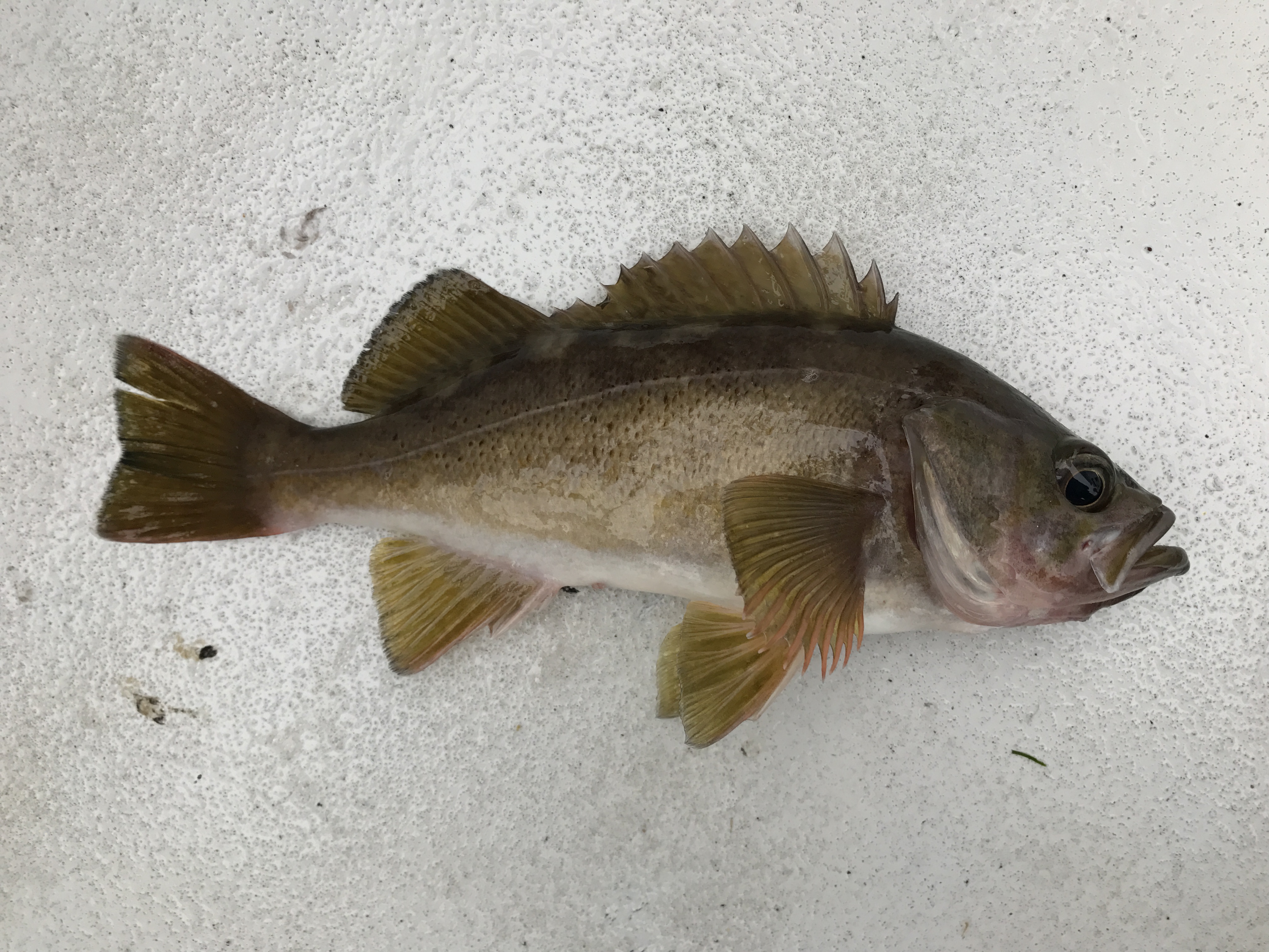 Species 26 — Yellowtail Rockfish CaughtOvgard