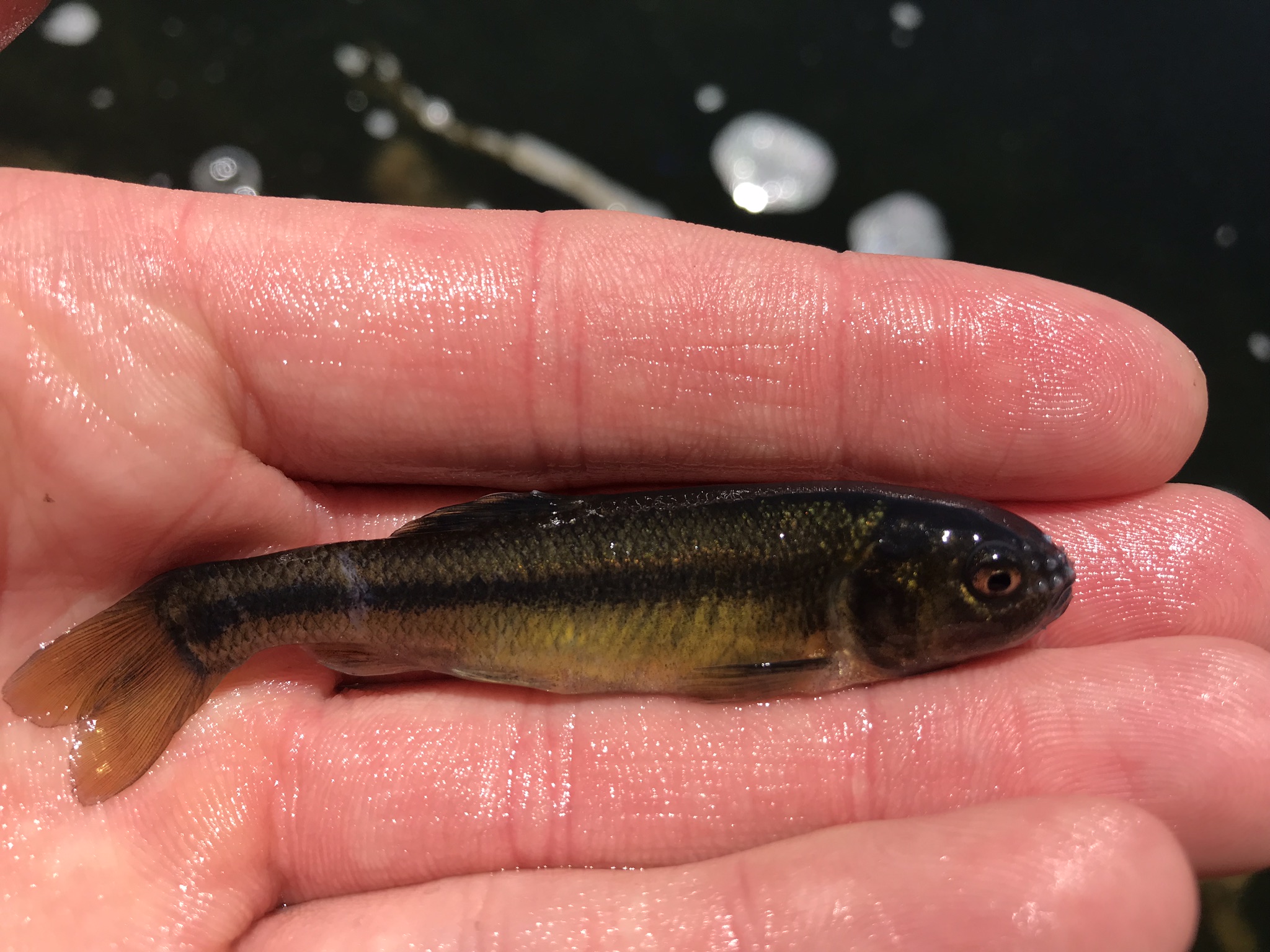 Species 63 — Fathead Minnow CaughtOvgard