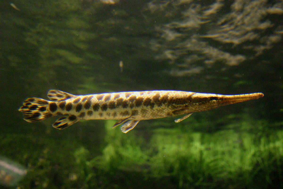 Species 89 — Spotted Gar CaughtOvgard