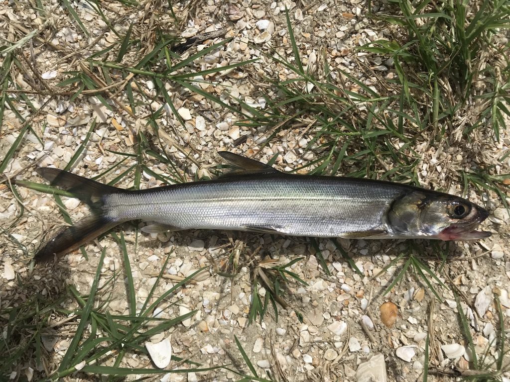 Species 144 — Ladyfish CaughtOvgard