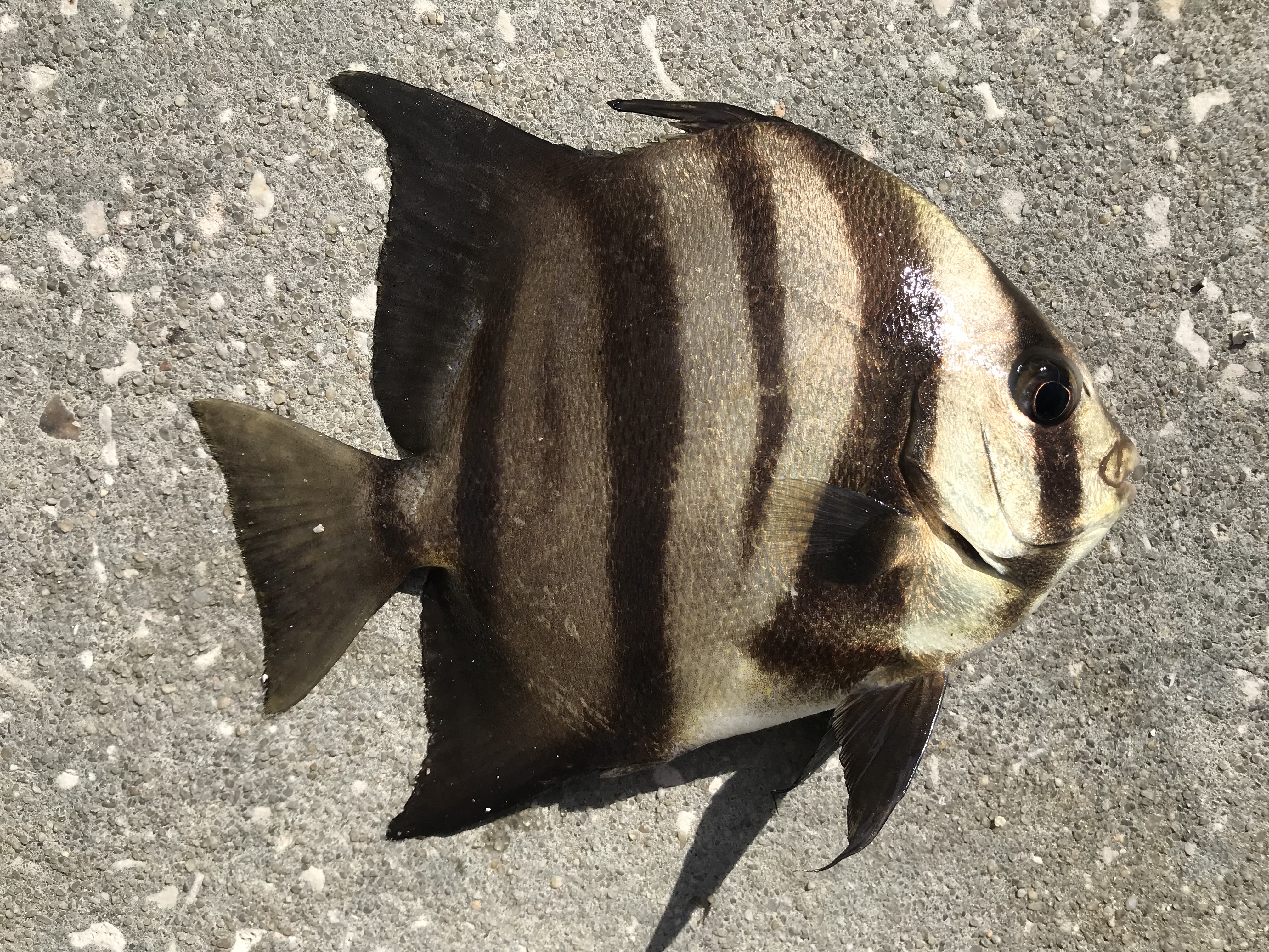 Species 147 — Atlantic Spadefish CaughtOvgard