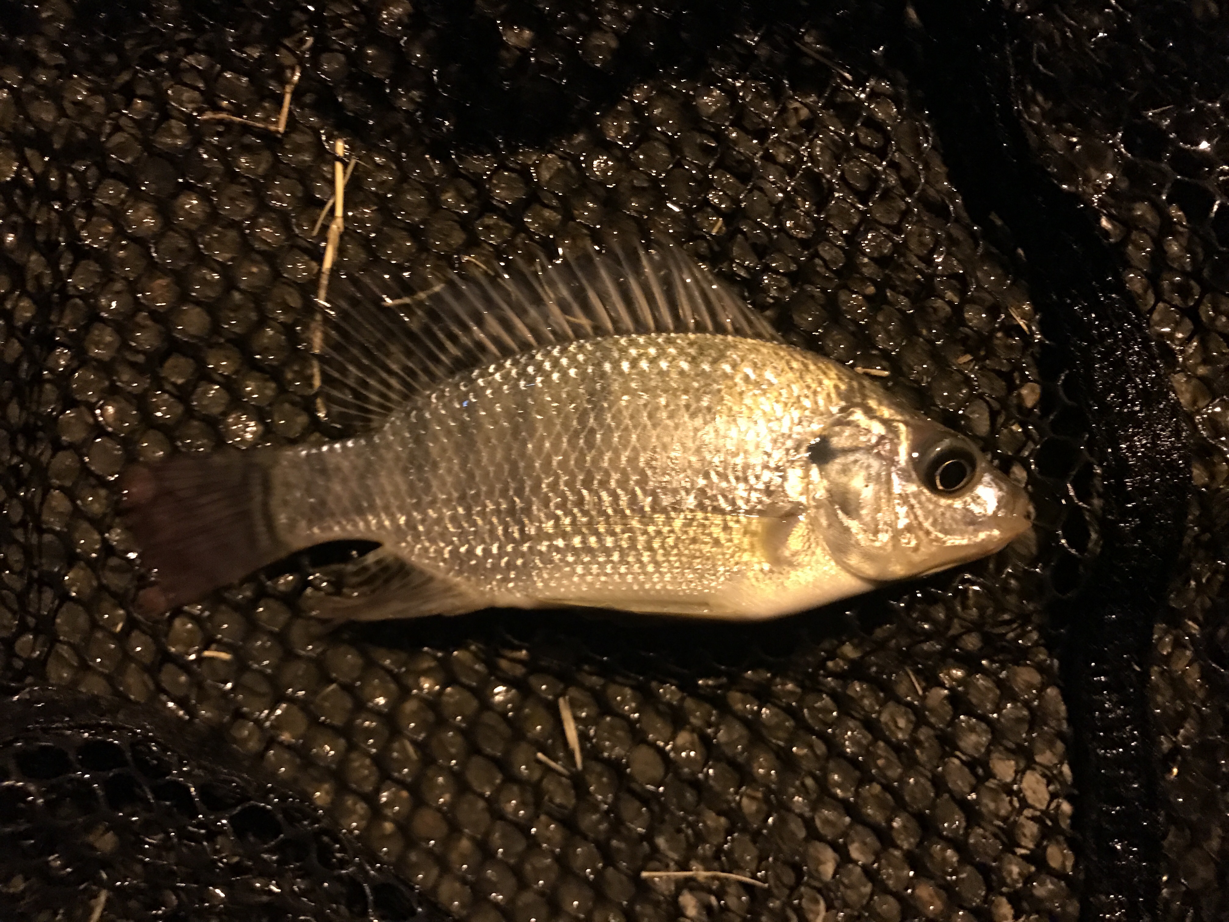 Species 110 — Nile Tilapia CaughtOvgard