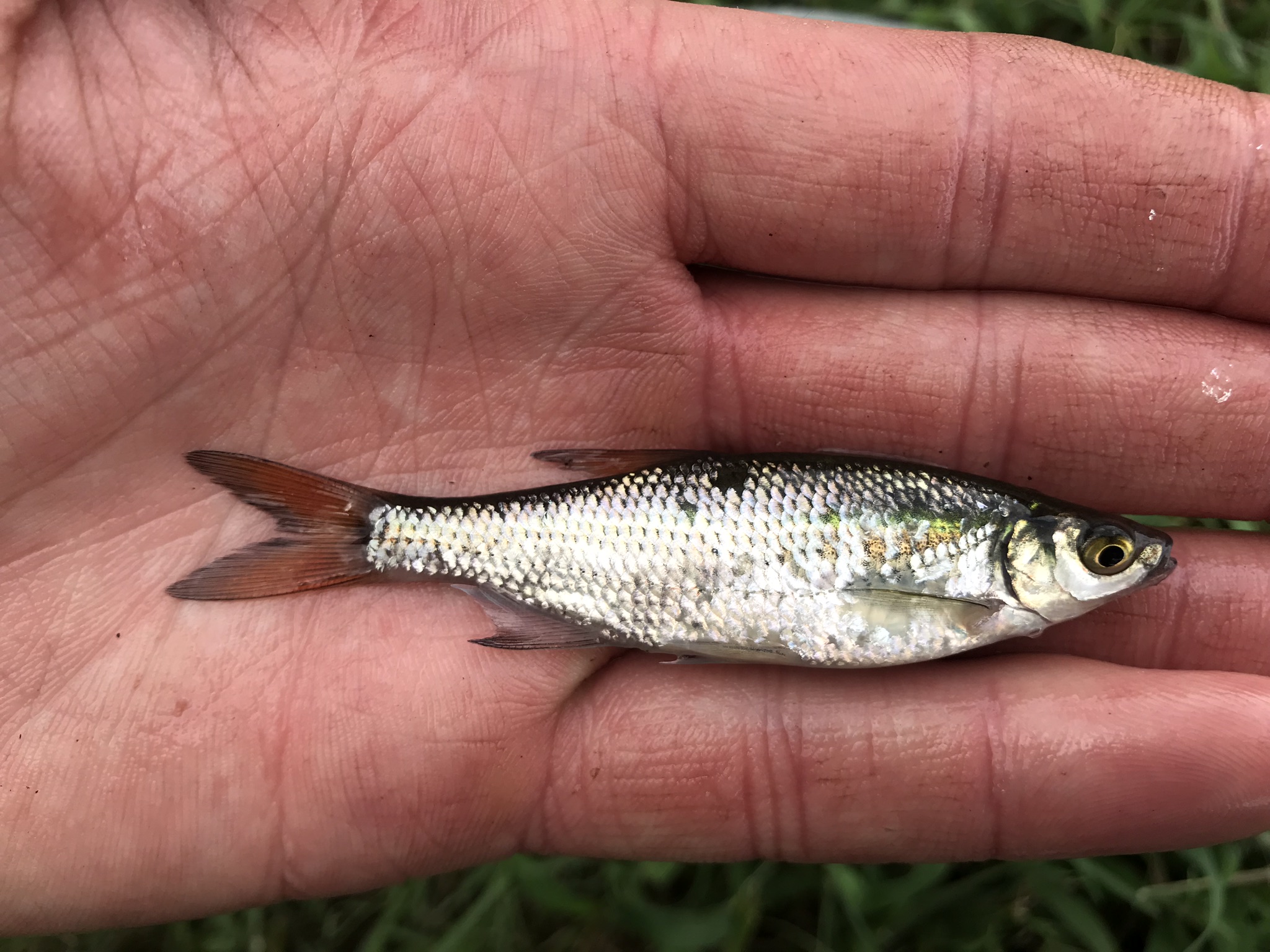Species 150 — Golden Shiner CaughtOvgard