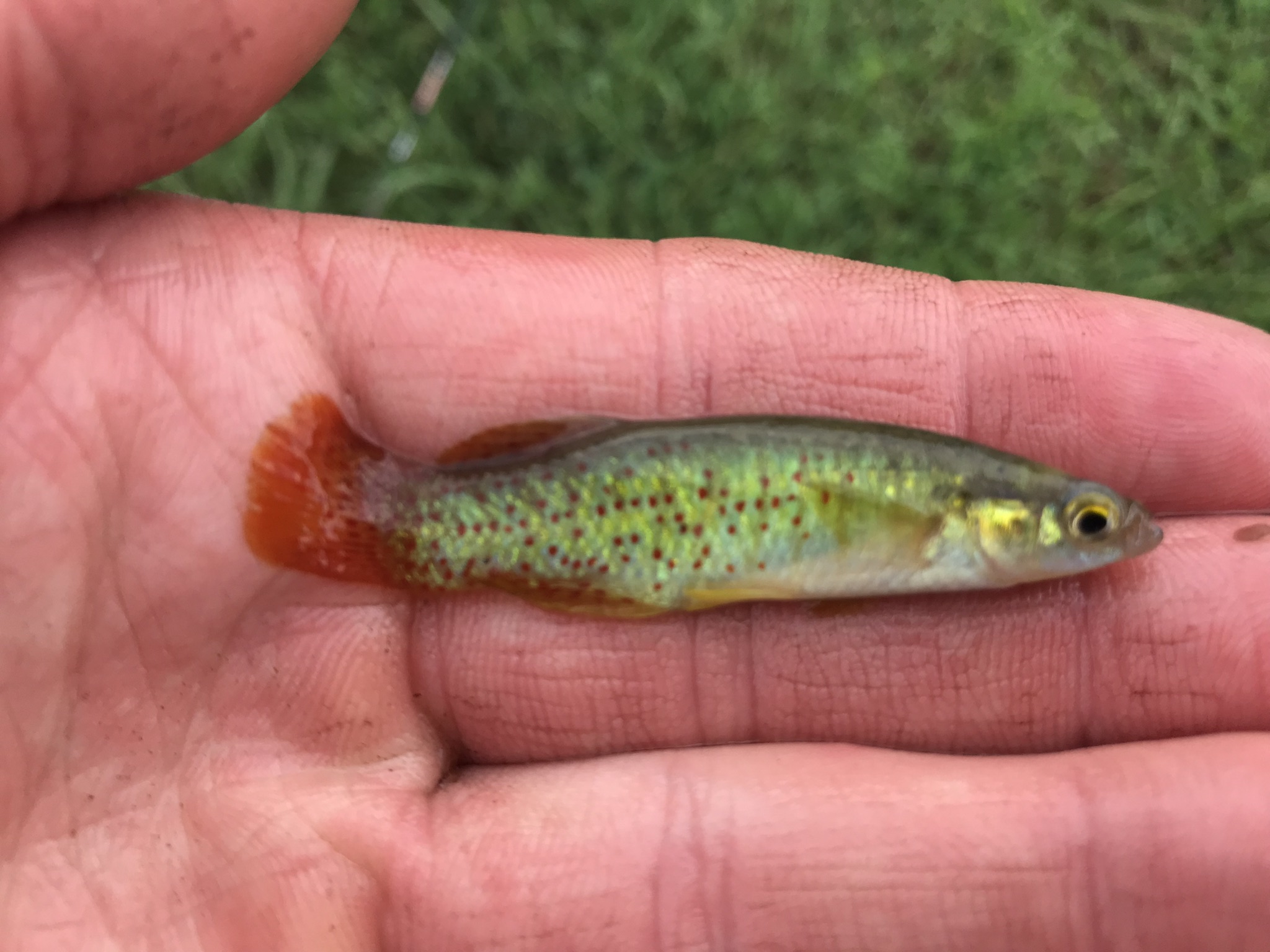 Species 151 — Golden Topminnow CaughtOvgard