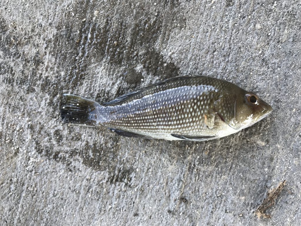 Species 155 — Black Sea Bass CaughtOvgard