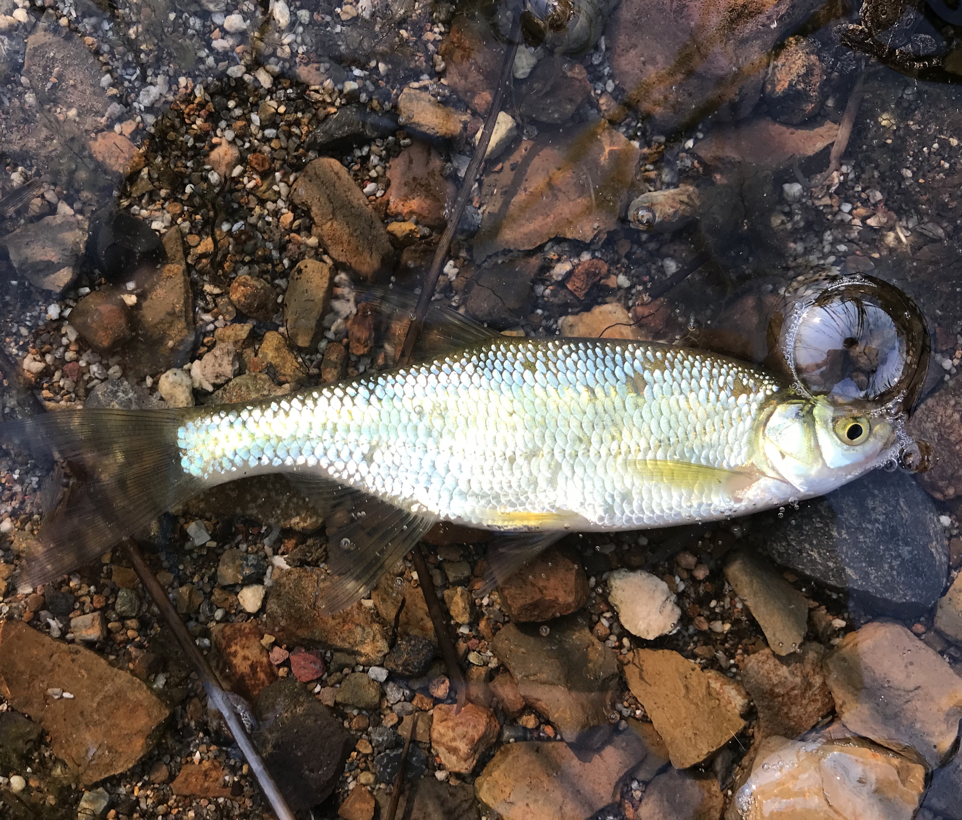 Species 150 — Golden Shiner CaughtOvgard