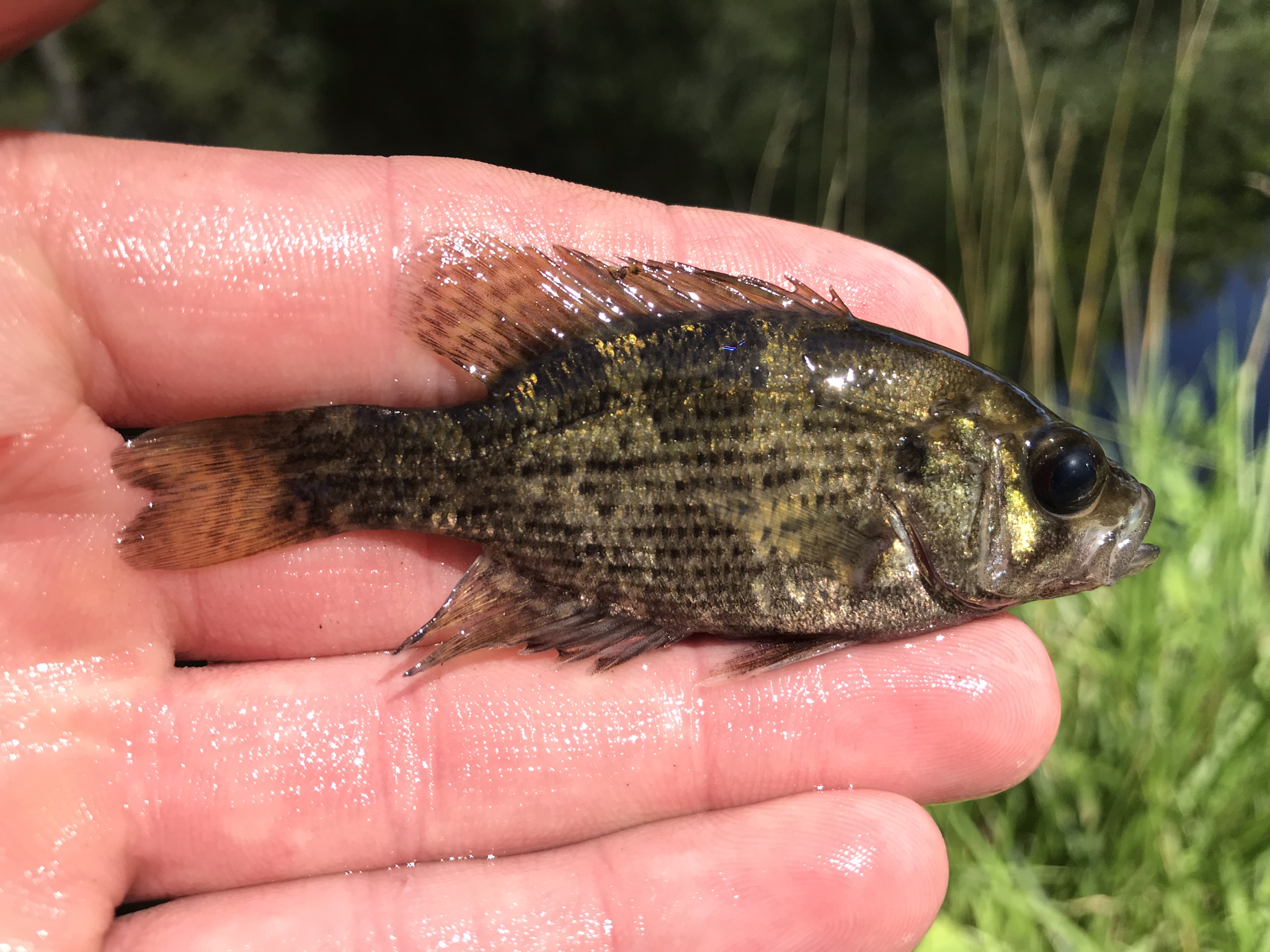 Baby Rock Bass Fish