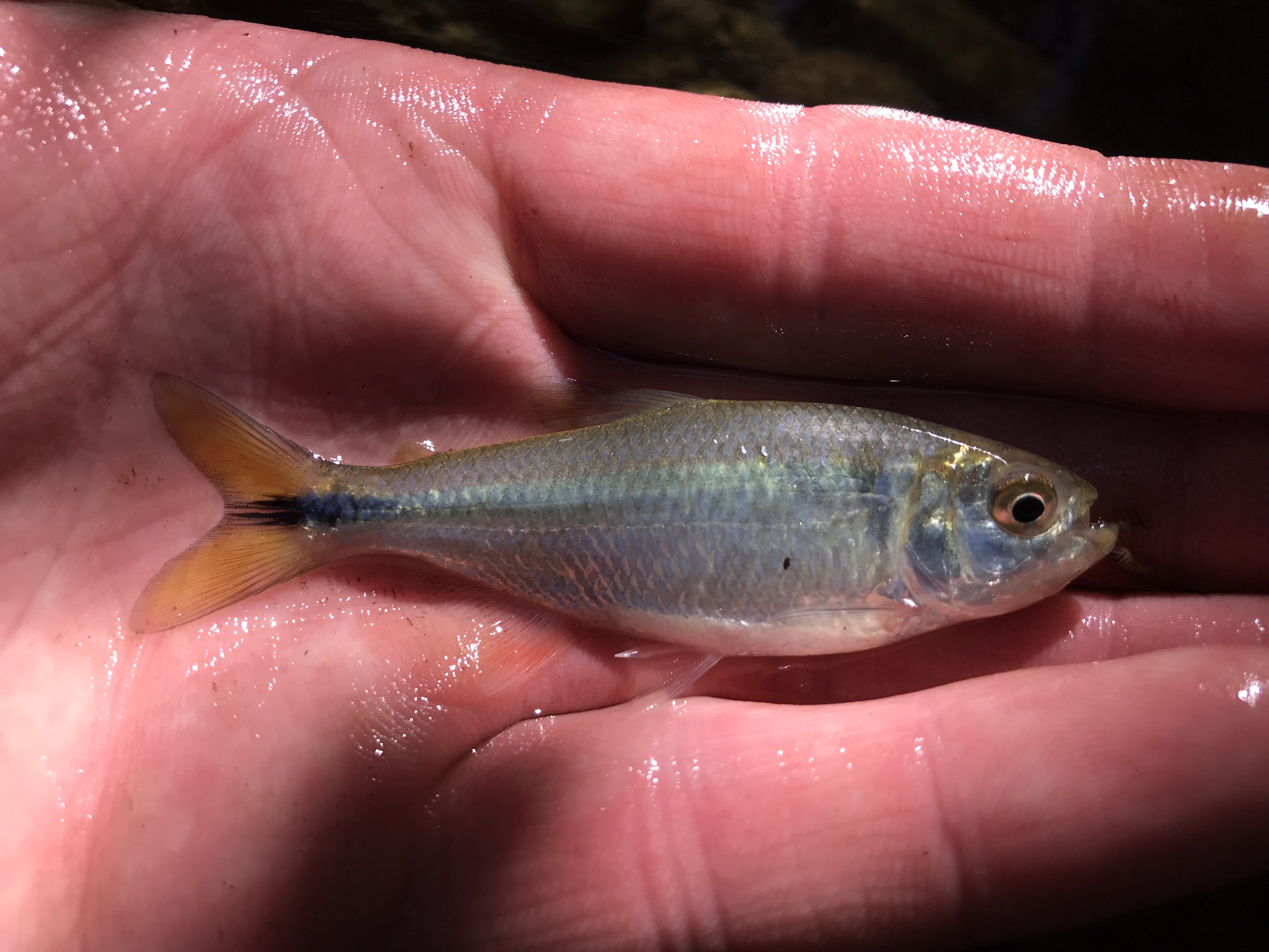 Species 188 — Mexican Tetra CaughtOvgard