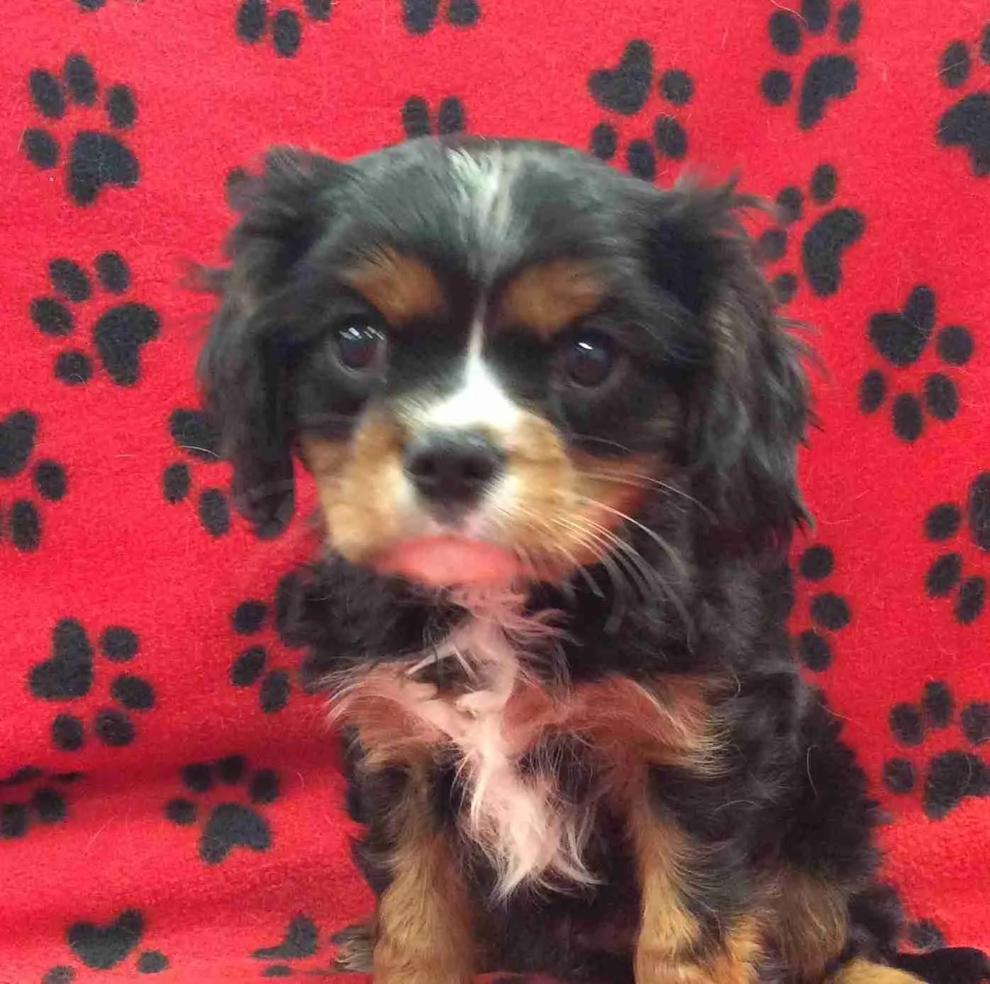 Male Cavalier Puppy 7 Cavalier Corral