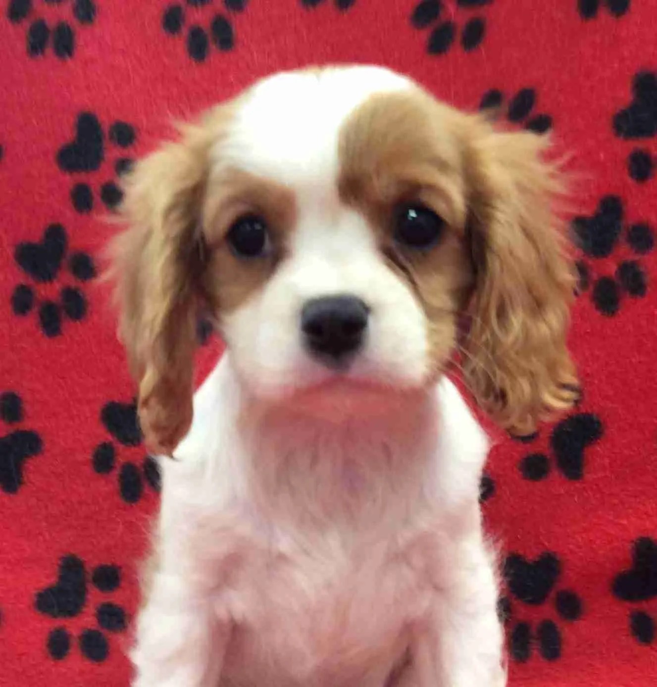 Female Cavalier Puppy 1 Cavalier Corral