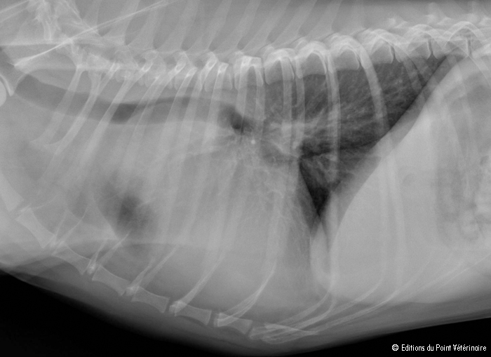 Cancer and the Cavalier King Charles Spaniel