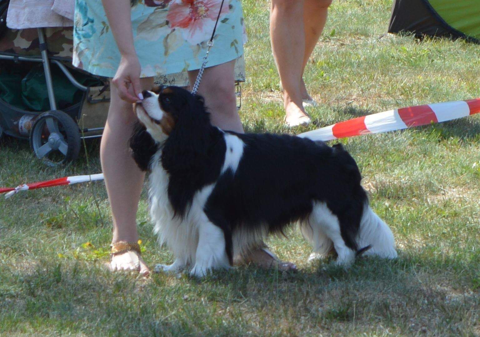 LEON Cavaristocrat » Cavalier World Portal Cavalier King Charles