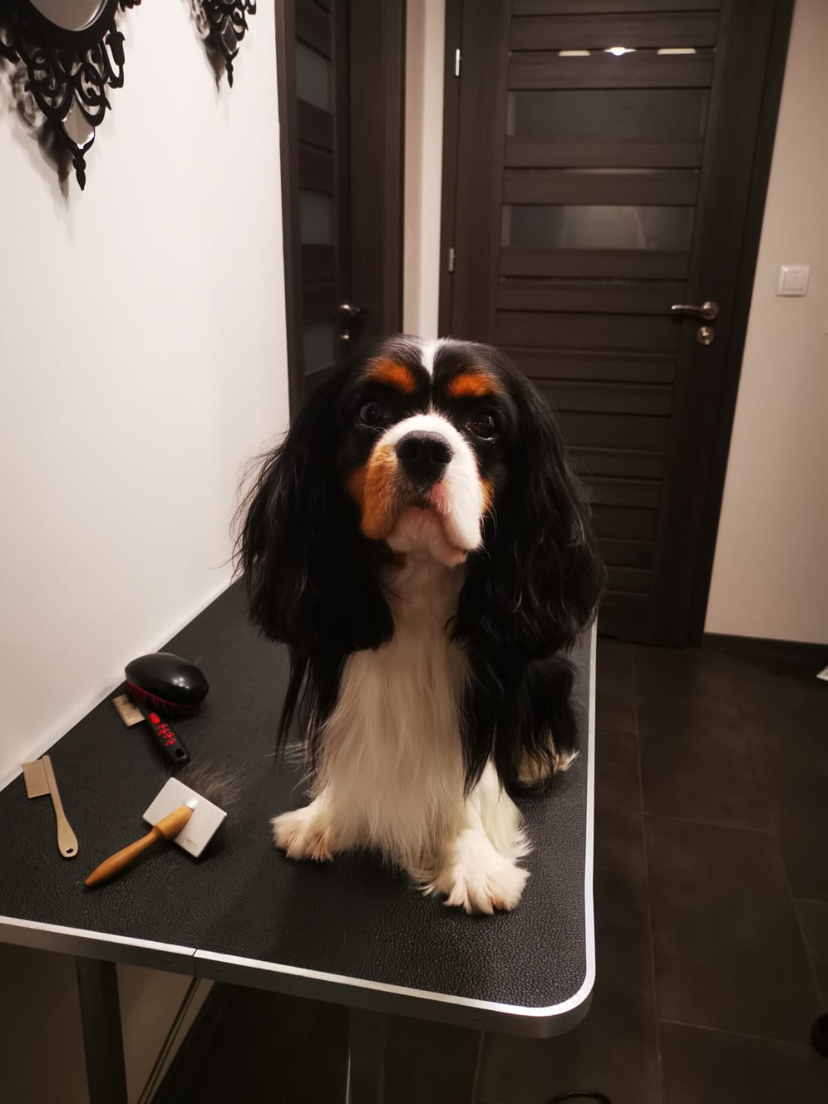 LEON Cavaristocrat » Cavalier World Portal Cavalier King Charles