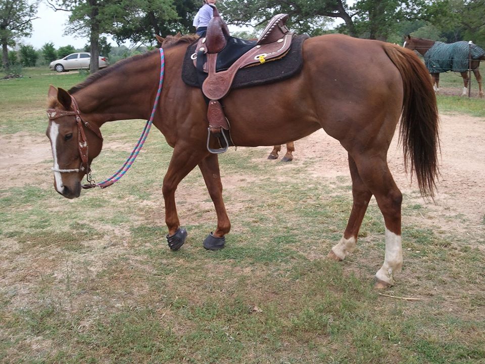 Barefoot Barrel Racing Horse Boots, Hoof Boots, Saddle Pads & Equipment