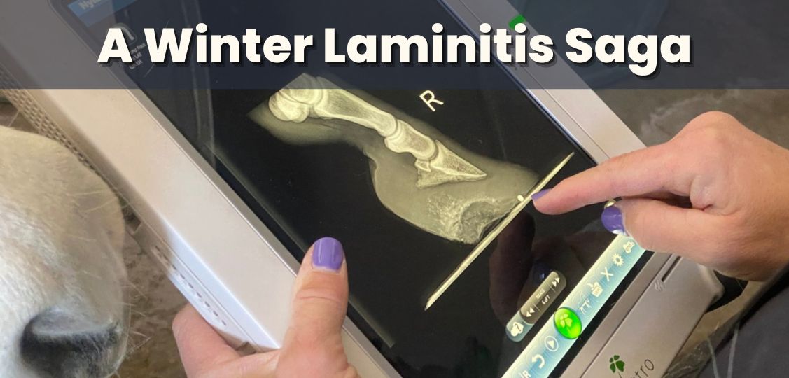 A Winter Laminitis Saga