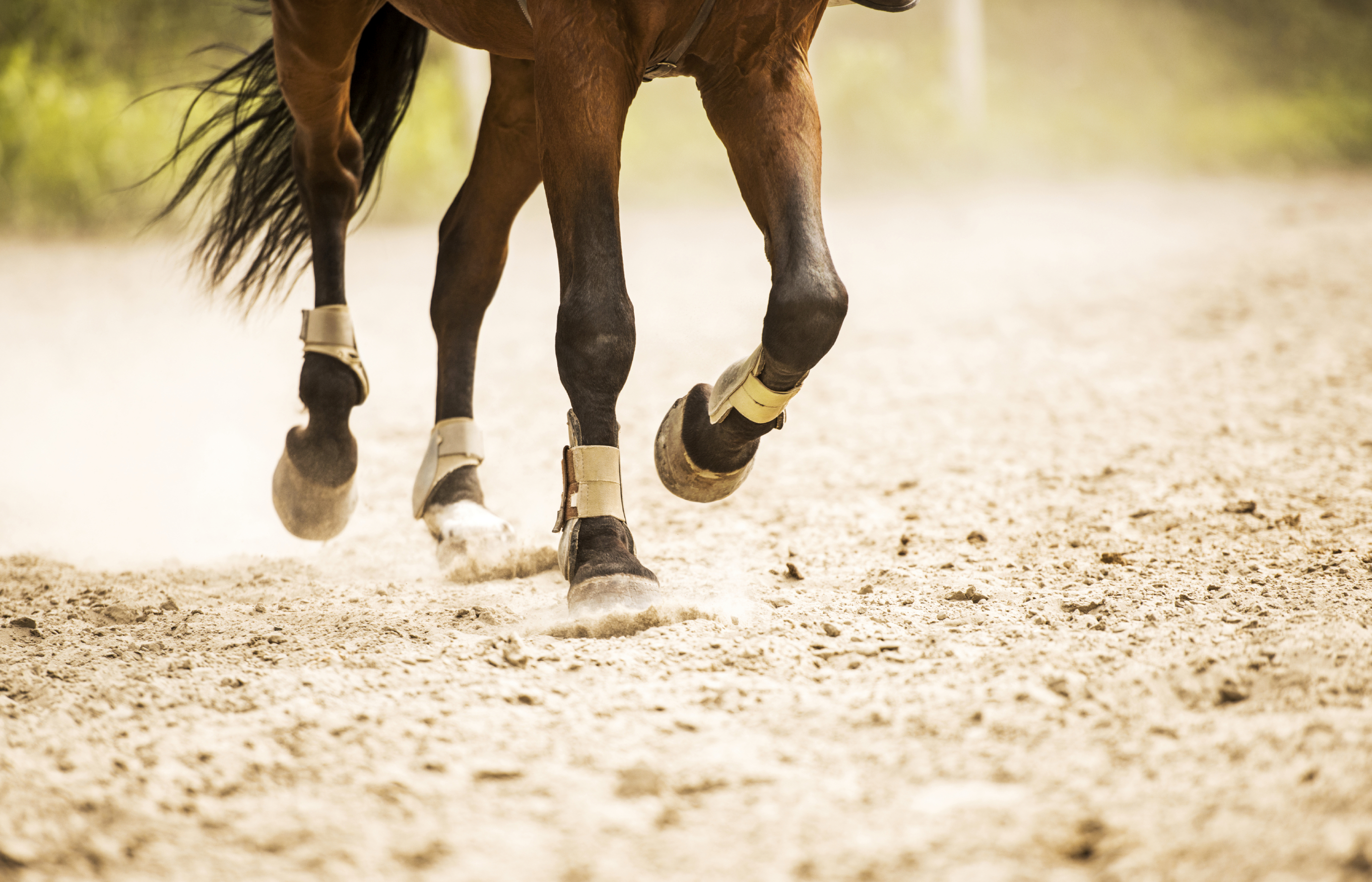 Essentials to Equine Arthritis Types, Treatments, and Management Cavalor Academy