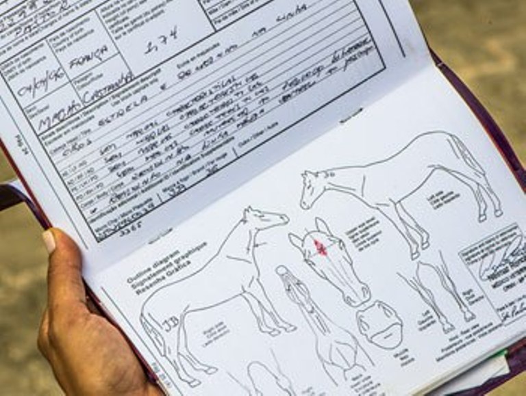 Passaporte Equino você sabe o que é? Cavalus