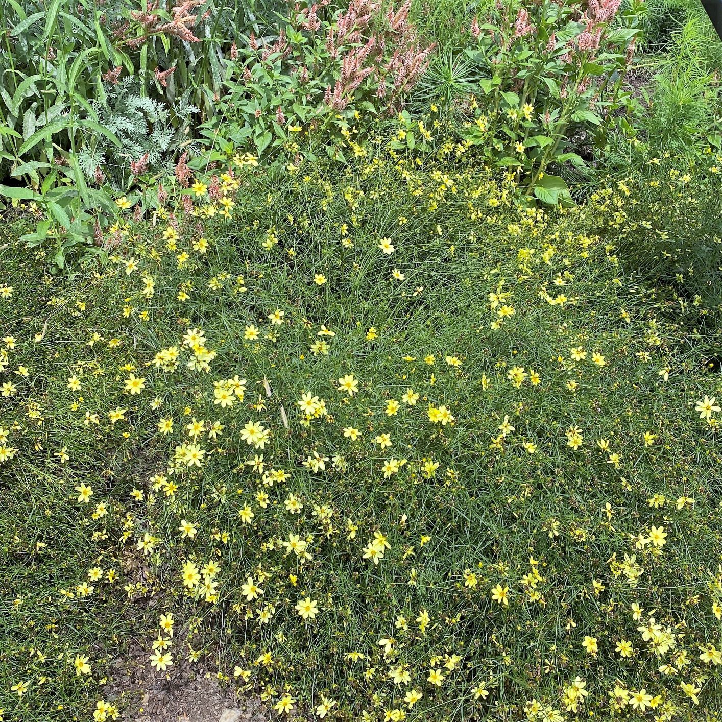 Coreopsis verticillata ‘Moonbeam’ (Tickseed) Cavano's Perennials