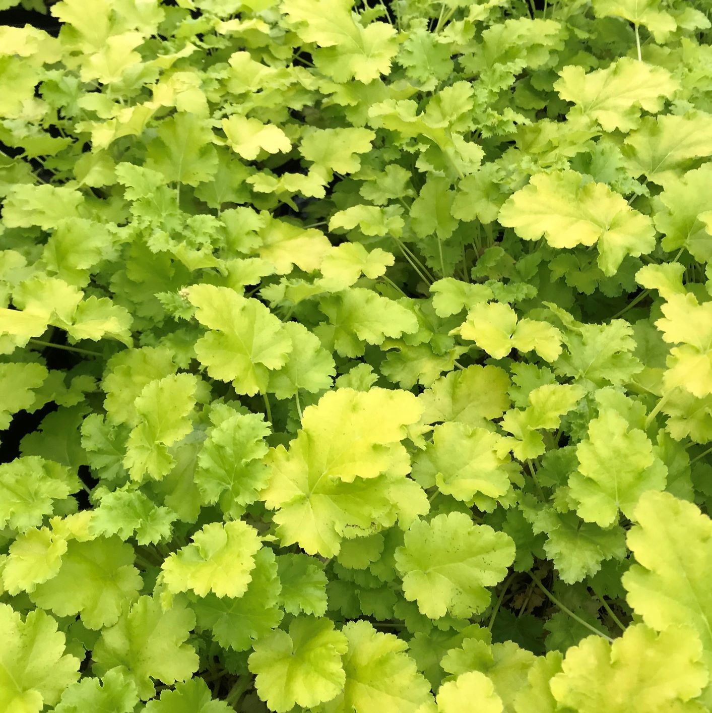 Heuchera ‘Lime Rickey’ (Coral Bells) Cavano's Perennials