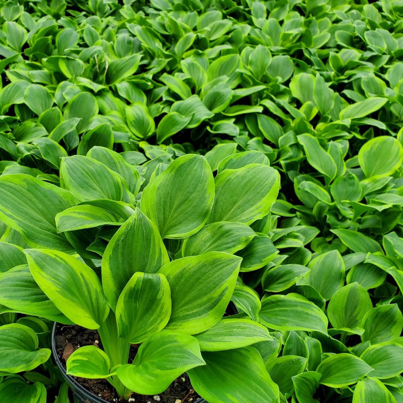 Hosta ‘Golden Tiara’ Cavano's Perennials