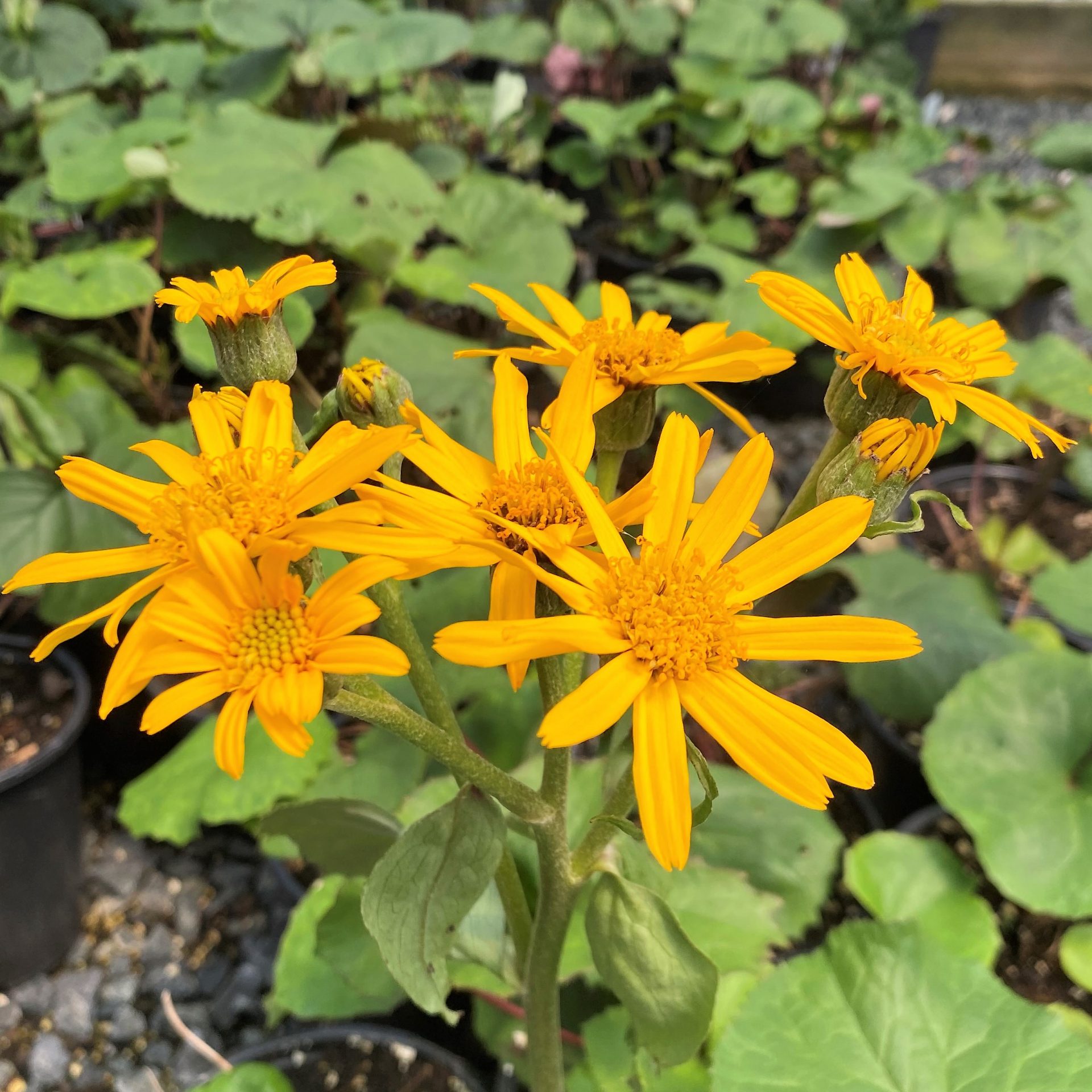 Ligularia ‘Desdemona’ (Leopard Plant) Cavano's Perennials