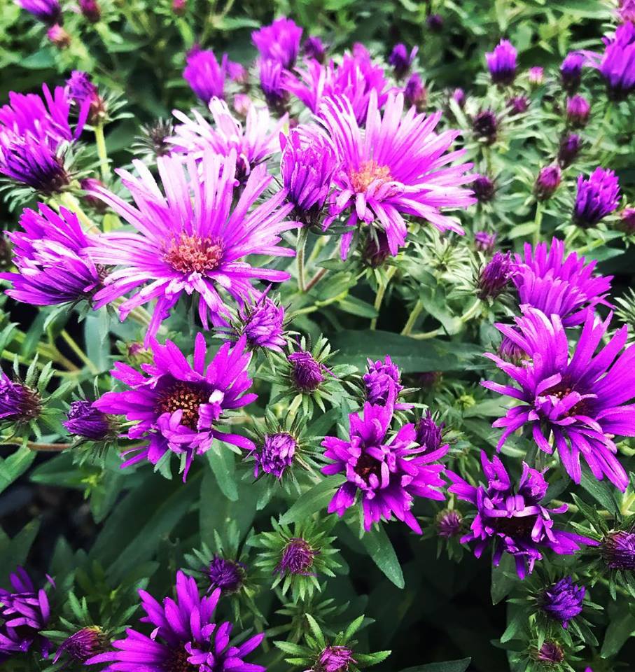 Aster ‘Purple Dome’ (New England Aster) Cavano's Perennials