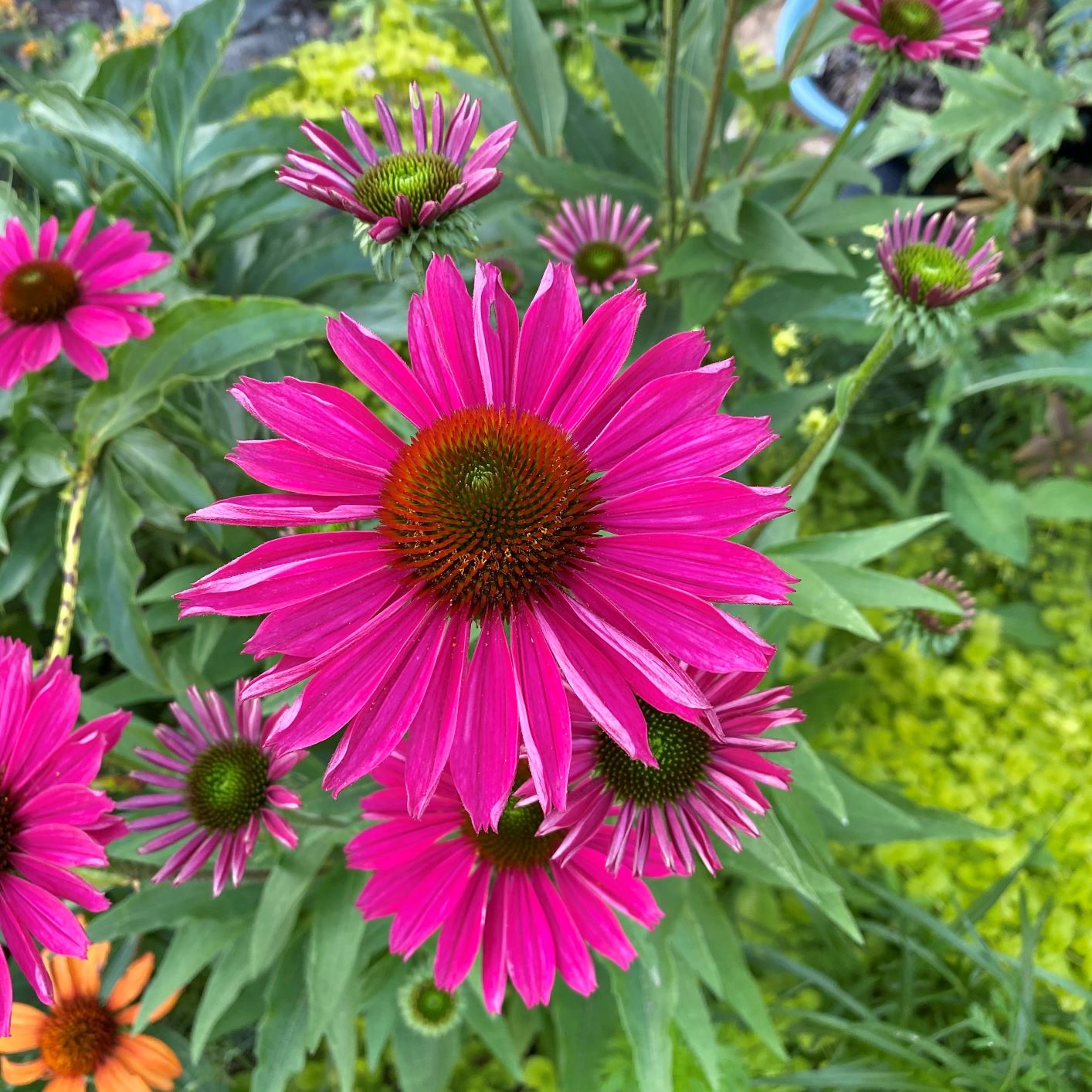 Echinacea Kismet Raspberry (Coneflower) Cavano's Perennials