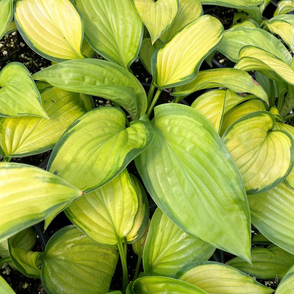 Hosta ‘Stained Glass’ Cavano's Perennials