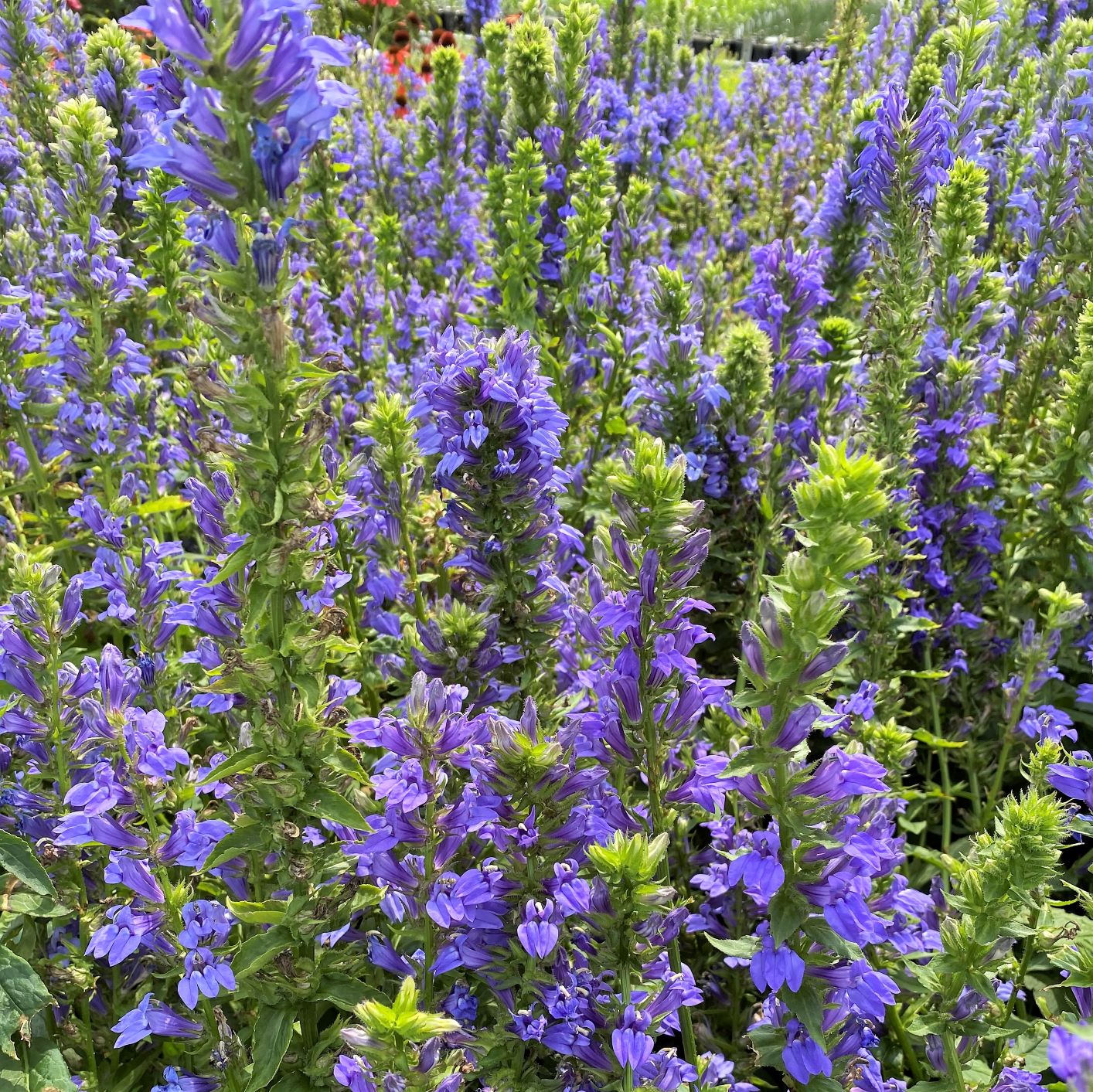 Lobelia siphilitica (Great Blue Lobelia) Cavano's Perennials