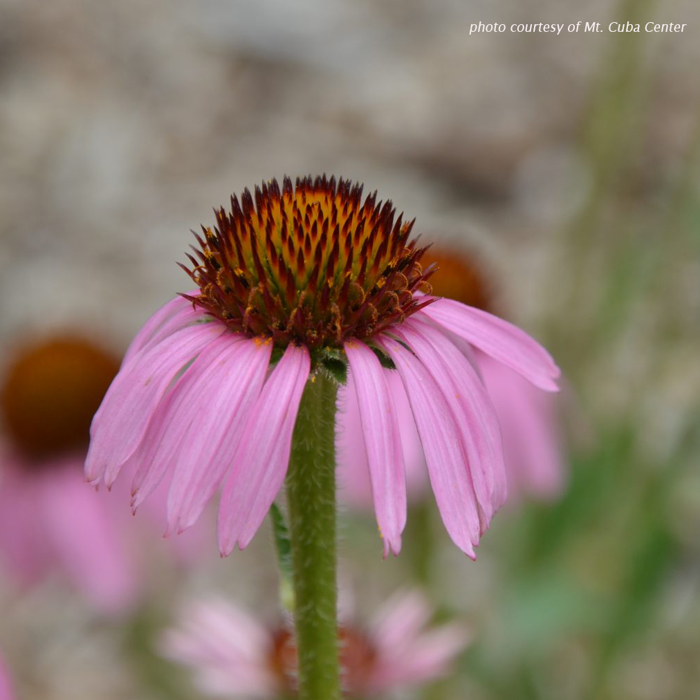 Echinacea angustifolia (Coneflower) Cavano's Perennials