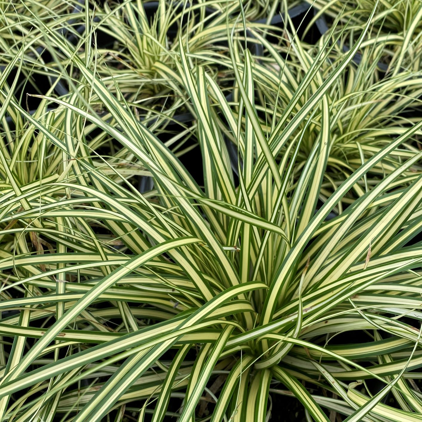 Carex ‘Evergold’ (Japanese Sedge Cavano's Perennials