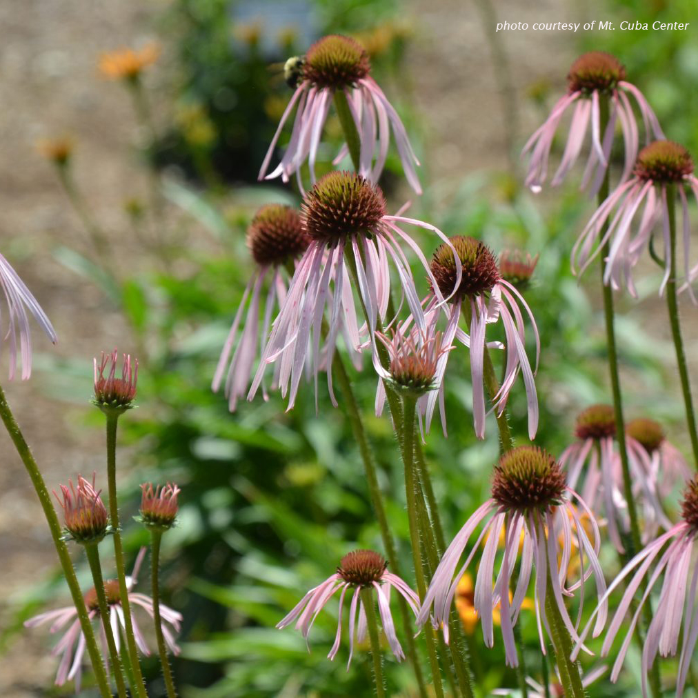 Echinacea pallida (Pale Purple Coneflower) Cavano's Perennials