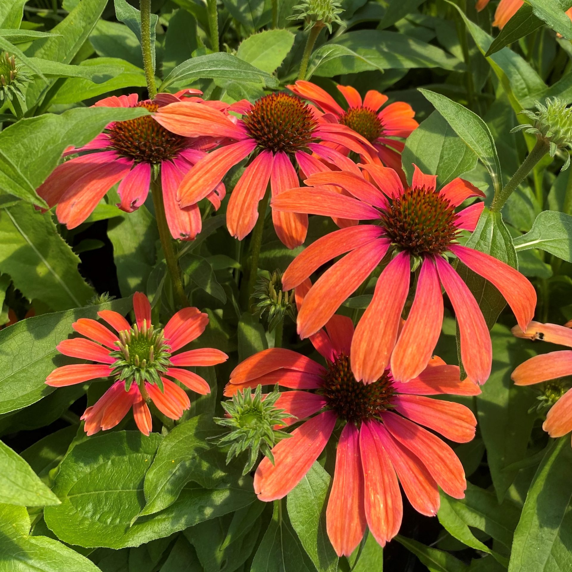 Echinacea ‘Julia’ (Coneflower) Cavano's Perennials