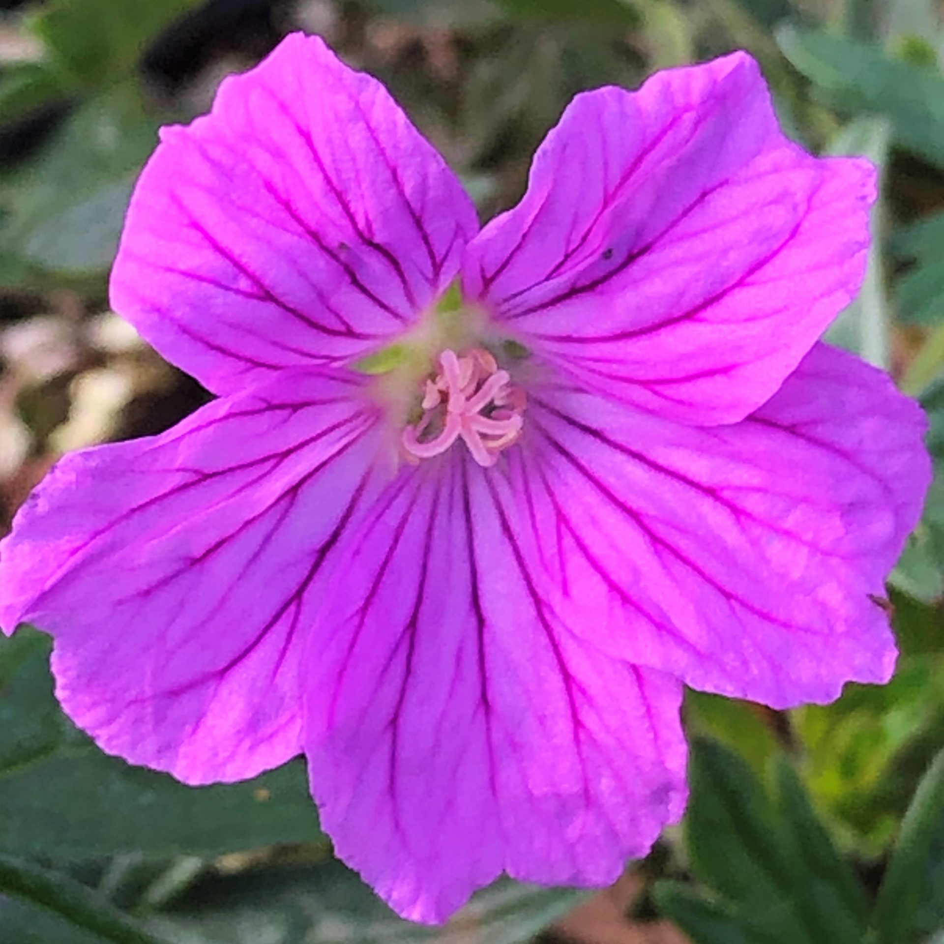 Geranium ‘Blushing Turtle’ (Cranesbill) Cavano's Perennials