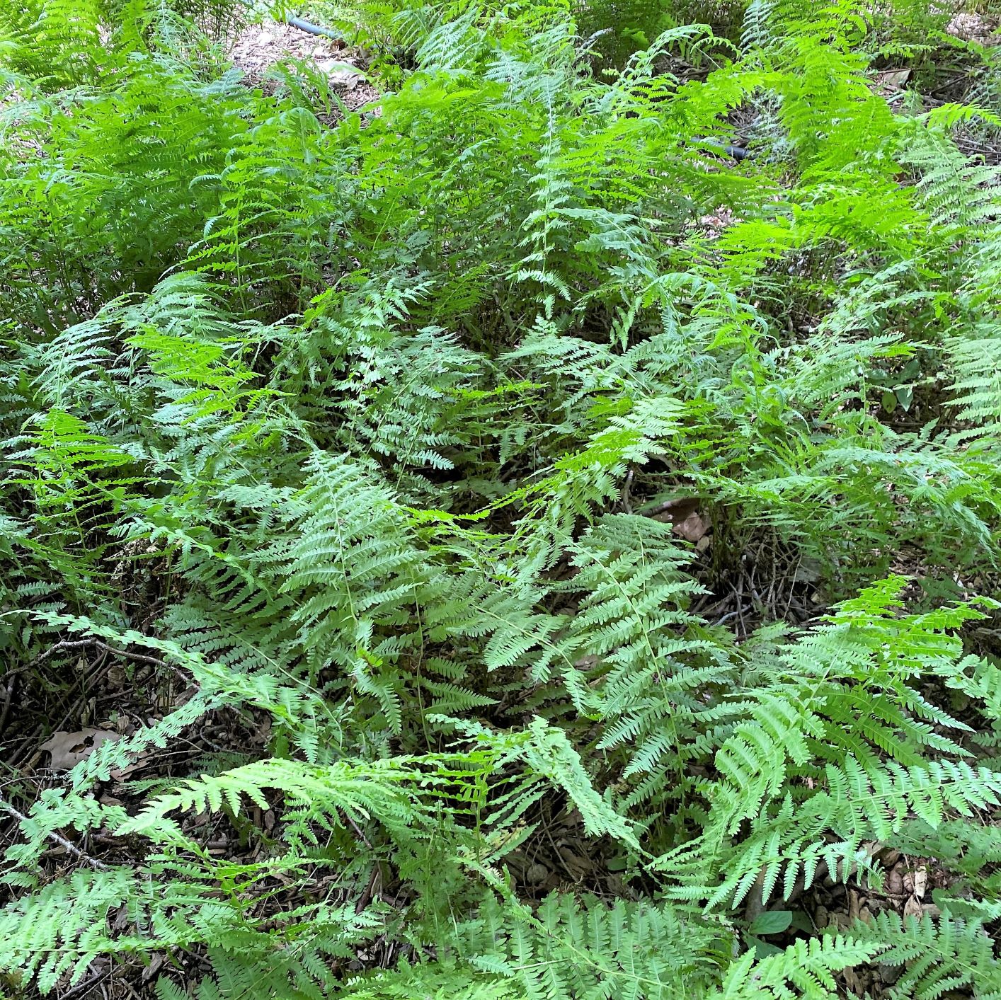 Thelypteris noveboracensis (New York Fern) Cavano's Perennials